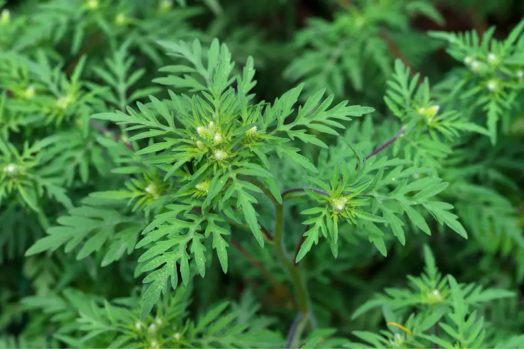 Herbe à poux : Arrachez-la ou coupez-la souvent pour votre santé et celle des autres !