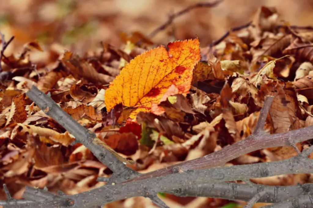 Pratiquez le feuillicyclage cet automne !