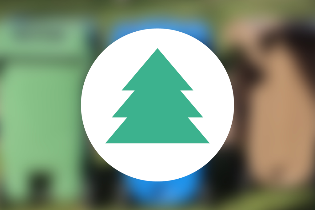 Collecte de sapins naturels