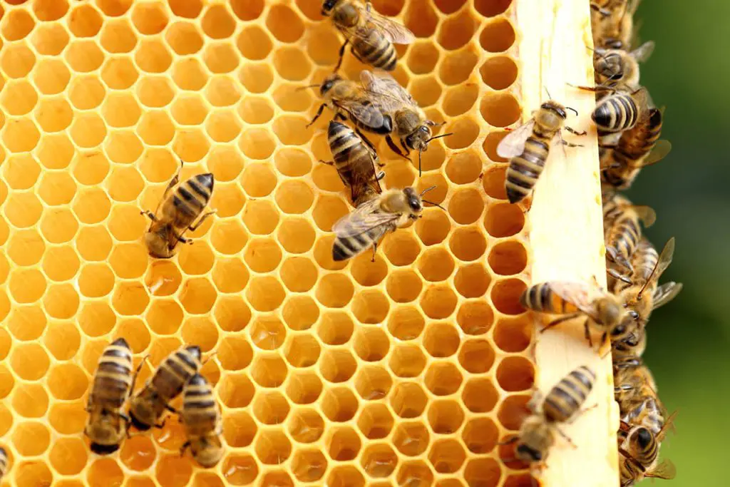 Découvre l&rsquo;univers des abeilles